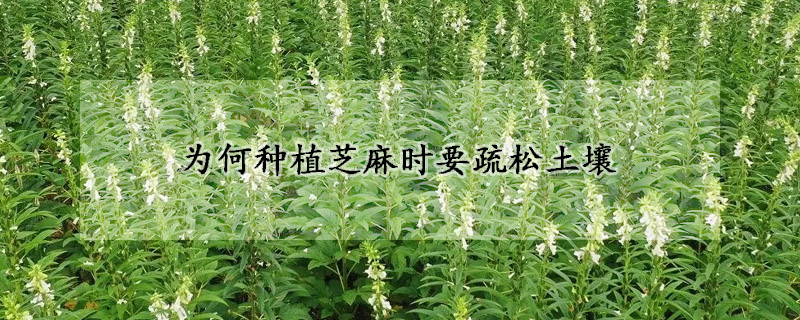 為何種植芝麻時要疏松土壤