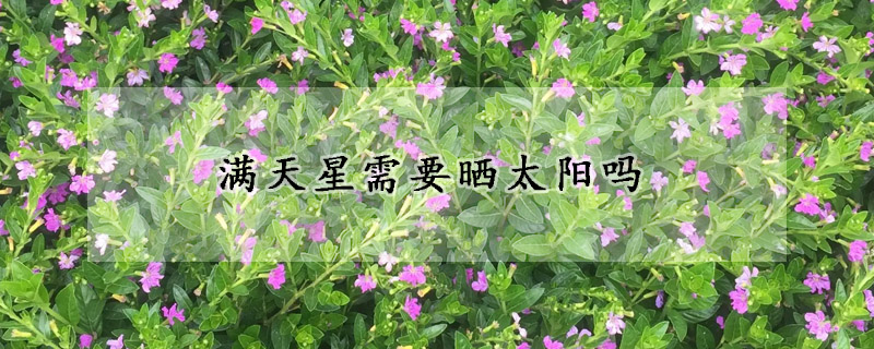 滿天星需要曬太陽嗎