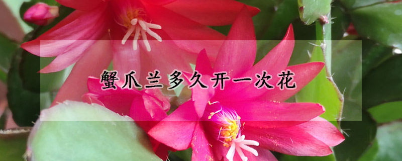 蟹爪蘭多久開(kāi)一次花