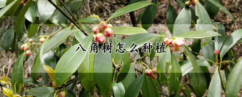 八角樹(shù)怎么種植