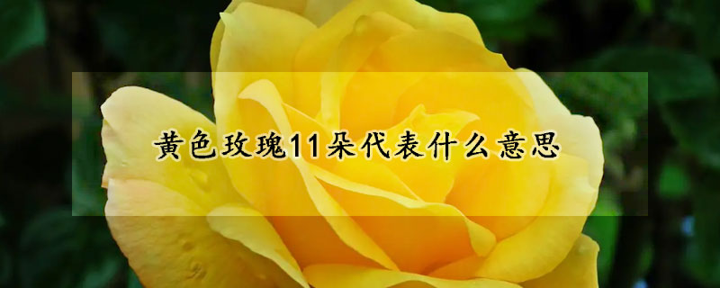 黃色玫瑰11朵代表什么意思