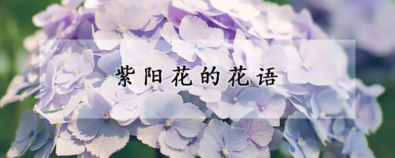 紫陽花的花語