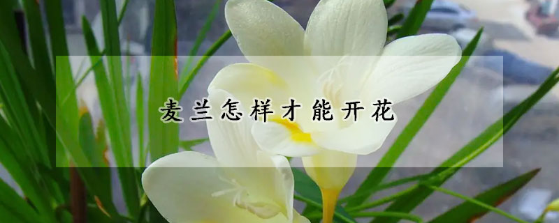 麥蘭怎樣才能開花