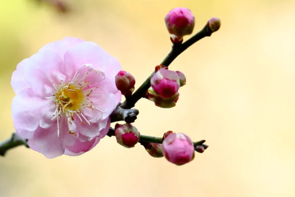 北方耐寒多年生庭院花卉