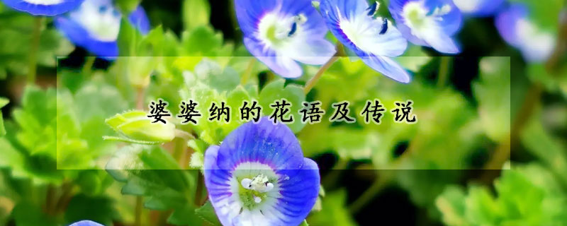 婆婆納的花語及傳說