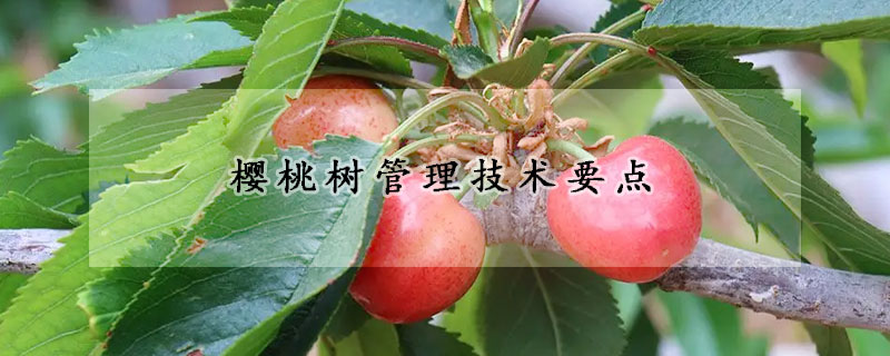 櫻桃樹管理技術(shù)要點(diǎn)