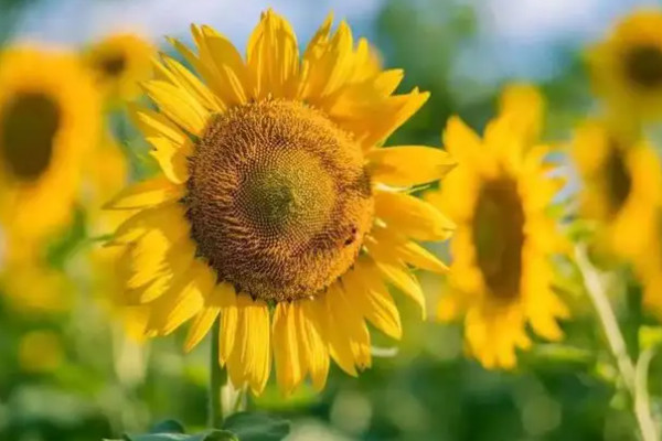 什么花代表暗戀 遺憾