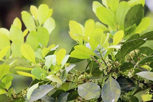 馬黛茶是什么茶 馬黛茶屬于哪種茶