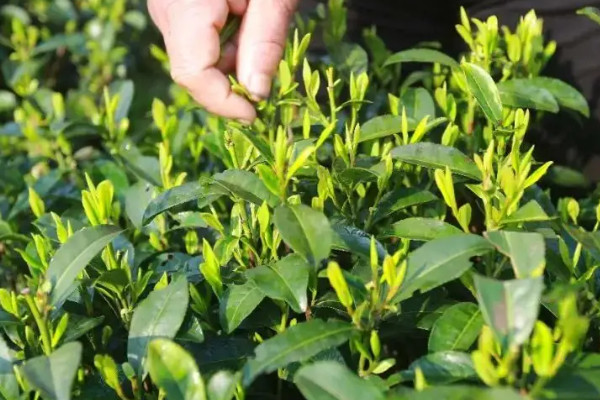 西湖龍井是紅茶還是綠茶 西湖龍井屬于綠茶嗎