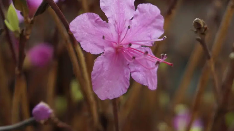 干枝杜鵑怎么養(yǎng)才開花