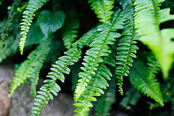 蕨類植物怎么養