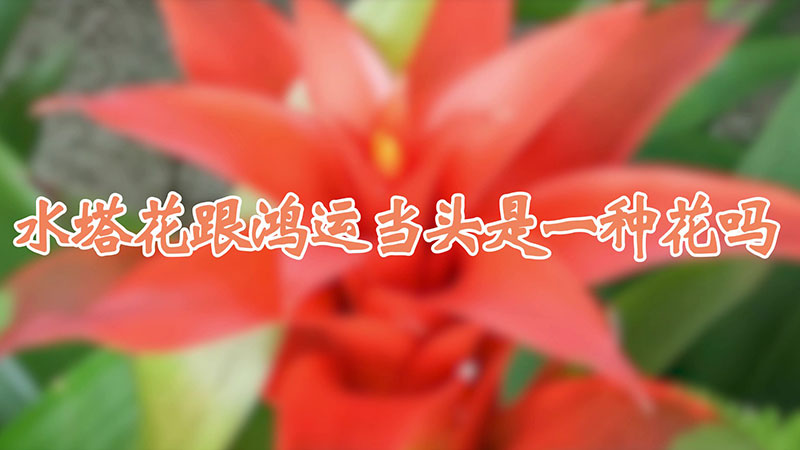 水塔花跟鴻運當(dāng)頭是一種花嗎