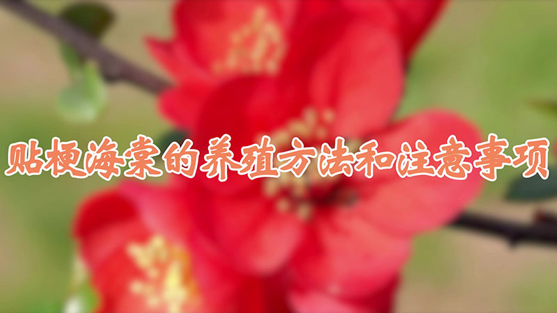 貼梗海棠的養(yǎng)殖方法和注意事項(xiàng)