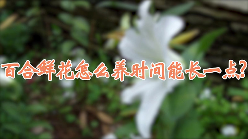 百合鮮花怎么養時間能長一點?