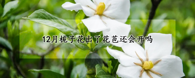 12月梔子花出了花苞還會(huì)開嗎