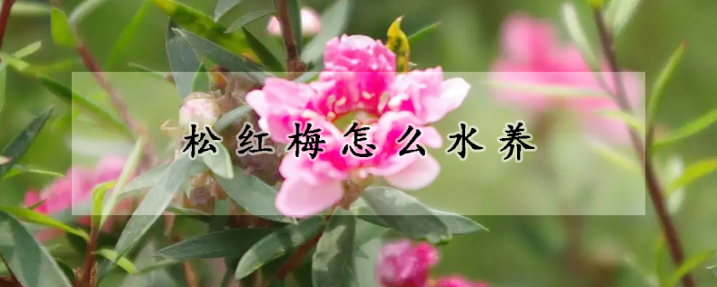 松紅梅怎么水養(yǎng)