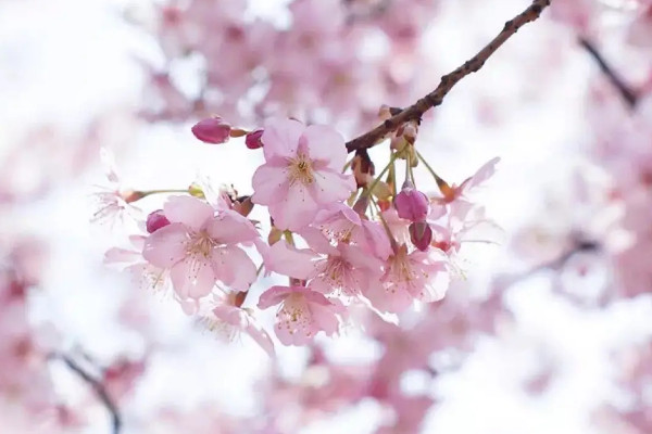 蘭花櫻花一年開幾次花