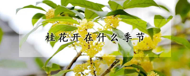 桂花開在什么季節(jié)