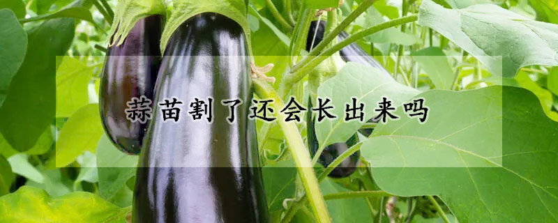 春季種植的蔬菜