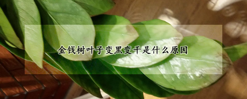 金錢樹(shù)葉子變黑變干是什么原因