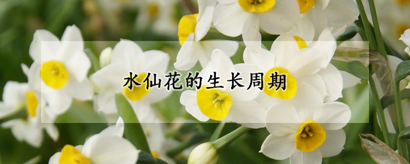 水仙花的生長周期