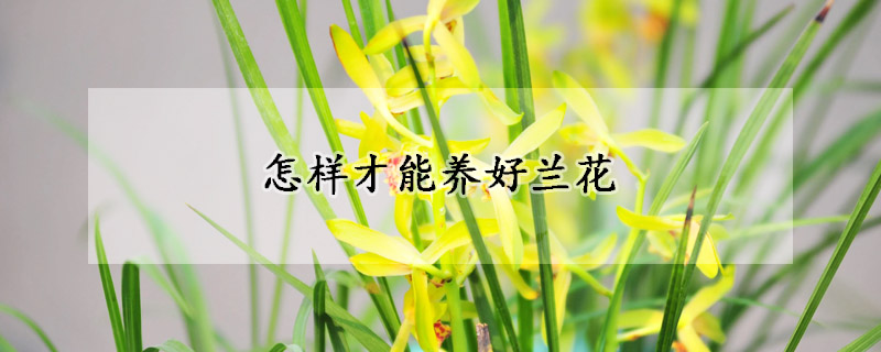 怎樣才能養(yǎng)好蘭花