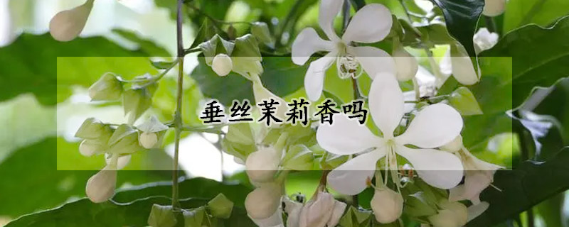 垂絲茉莉香嗎