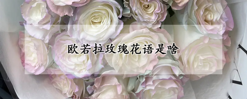 歐若拉玫瑰花語(yǔ)是啥