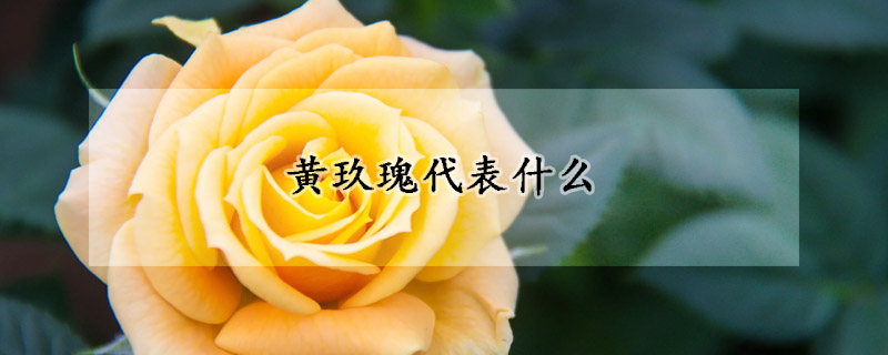 黃玖瑰代表什么