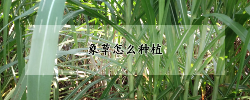 象草怎么種植