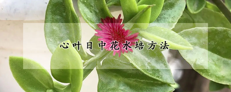 心葉日中花水培方法