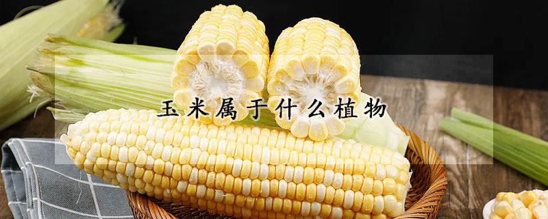 玉米屬于什么植物