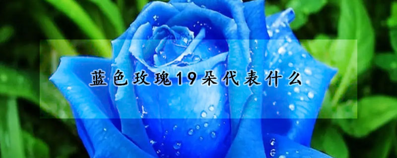 藍色玫瑰19朵代表什么