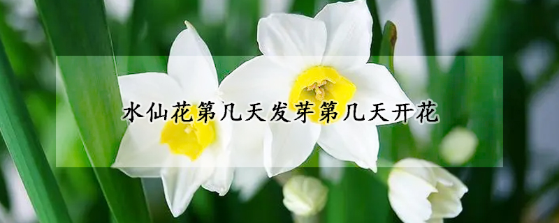 水仙花第幾天發(fā)芽第幾天開花