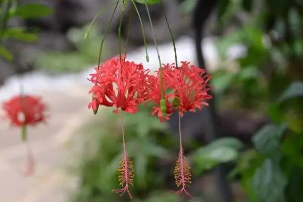 元宵節代表性植物