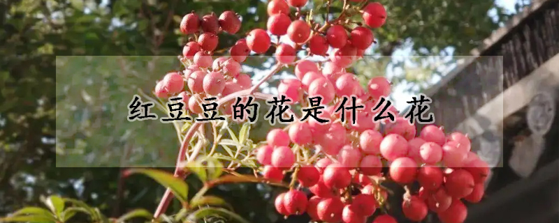 紅豆豆的花是什么花