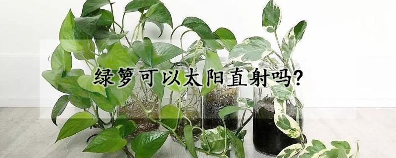 綠籮可以太陽直射嗎?