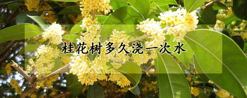 桂花樹多久澆一次水