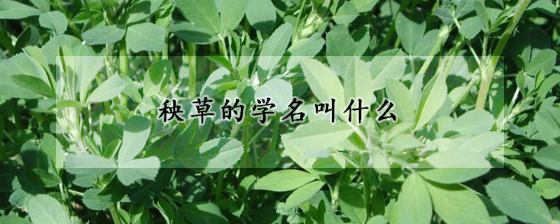 秧草的學名叫什么