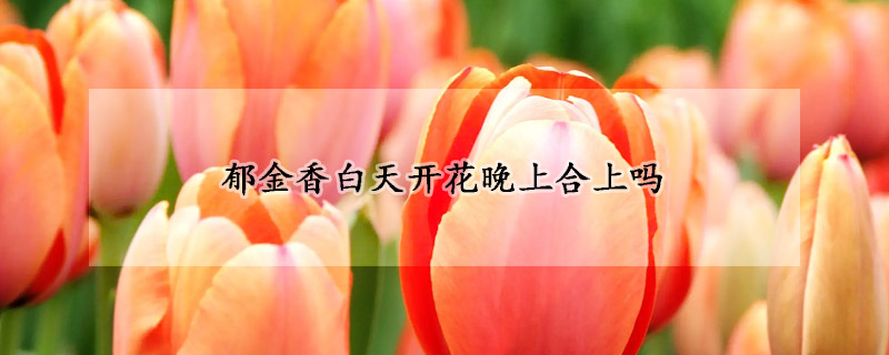 郁金香白天開(kāi)花晚上合上嗎