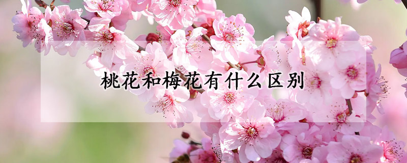 桃花和梅花有什么區別