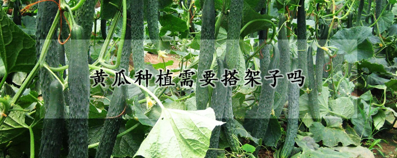 黃瓜種植需要搭架子嗎