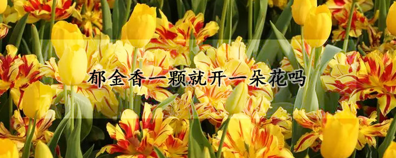 郁金香一顆就開一朵花嗎