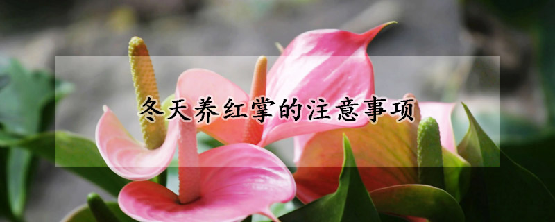 冬天養(yǎng)紅掌的注意事項(xiàng)