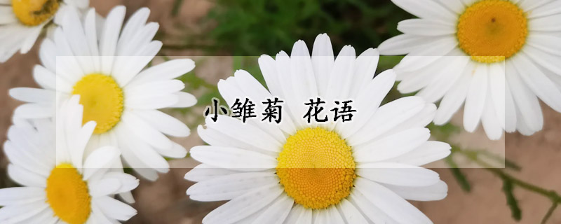 小雛菊 花語