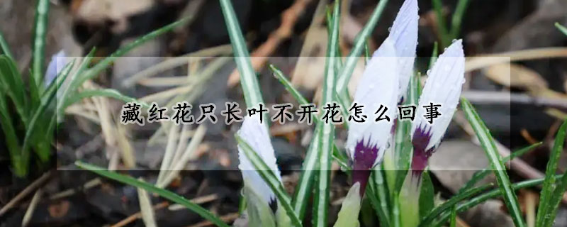 藏紅花只長葉不開花怎么回事