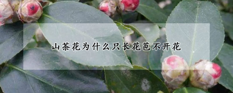 山茶花為什么只長(zhǎng)花苞不開(kāi)花