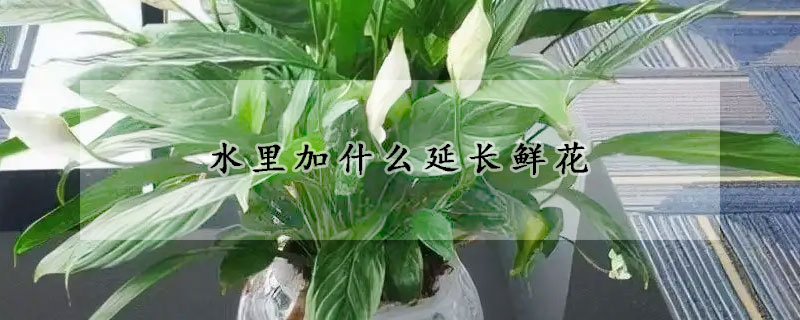 水里加什么延長鮮花