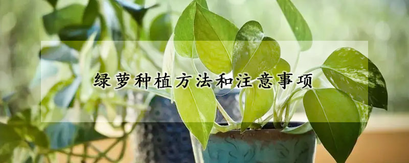 綠蘿種植方法和注意事項