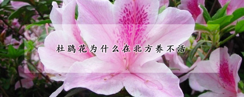 杜鵑花為什么在北方養(yǎng)不活